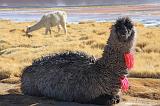 BOLIVIA 2 - Lama alla Laguna Colorada - 8